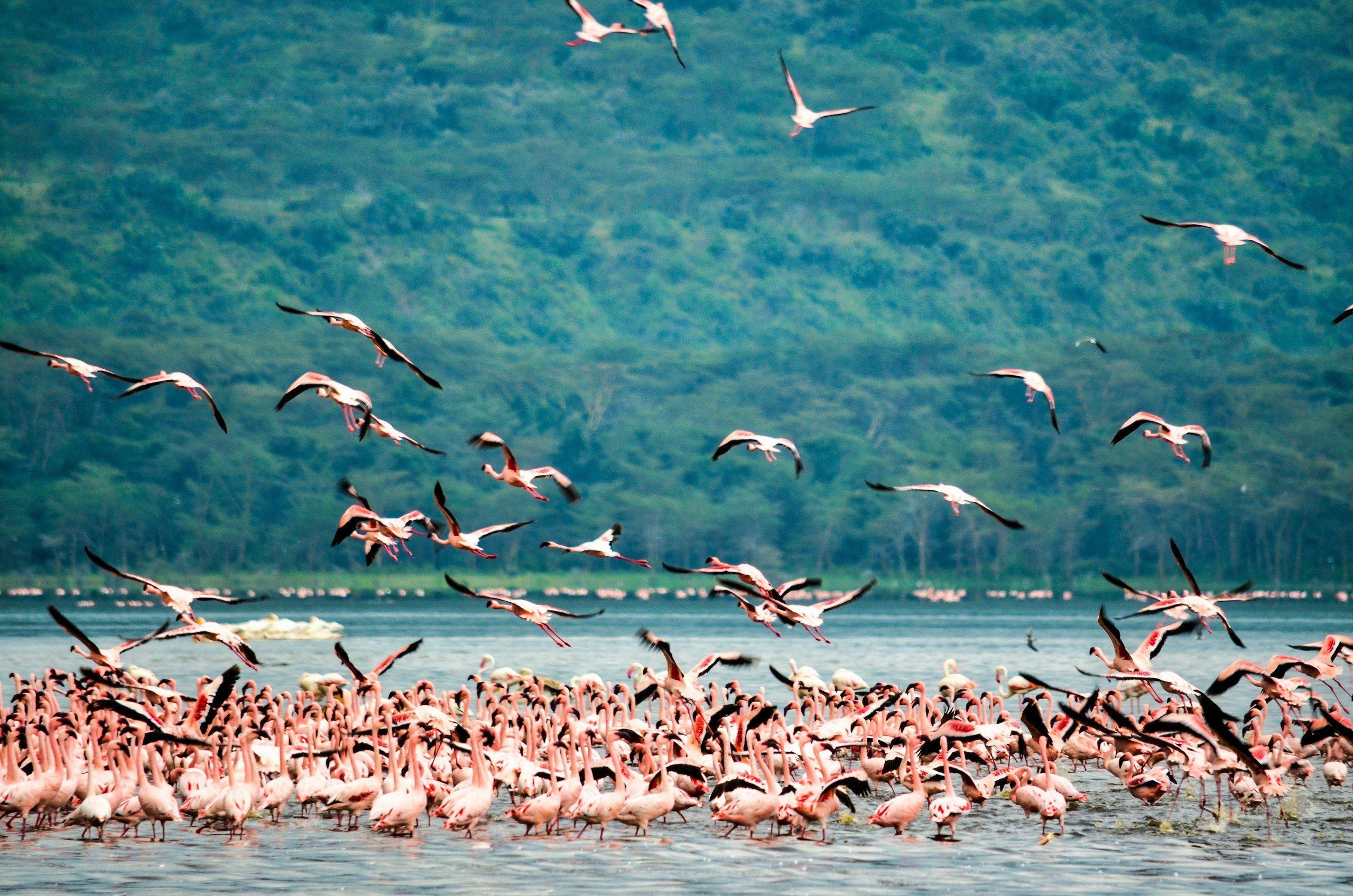 Lake Nakuru at sunset